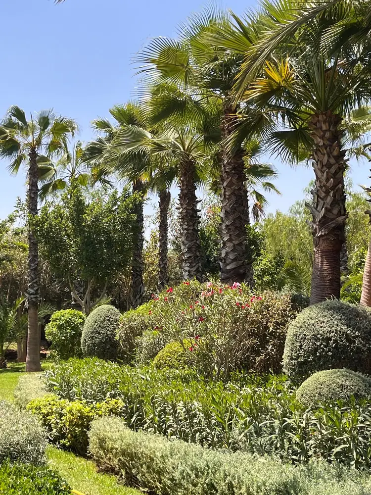 Les palmiers et les buis du jardin